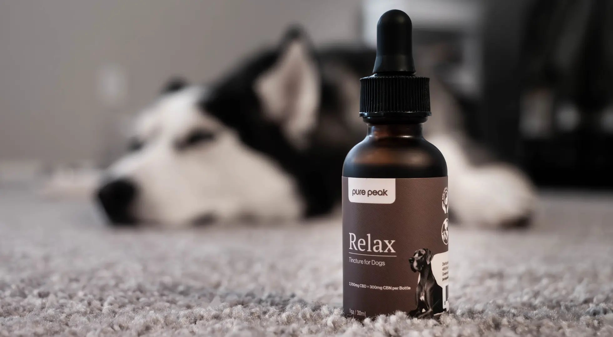 A Guide to Dog Vitamins and Supplements Featured Image