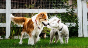 Dental and Oral Health for Dogs: Essential Tips