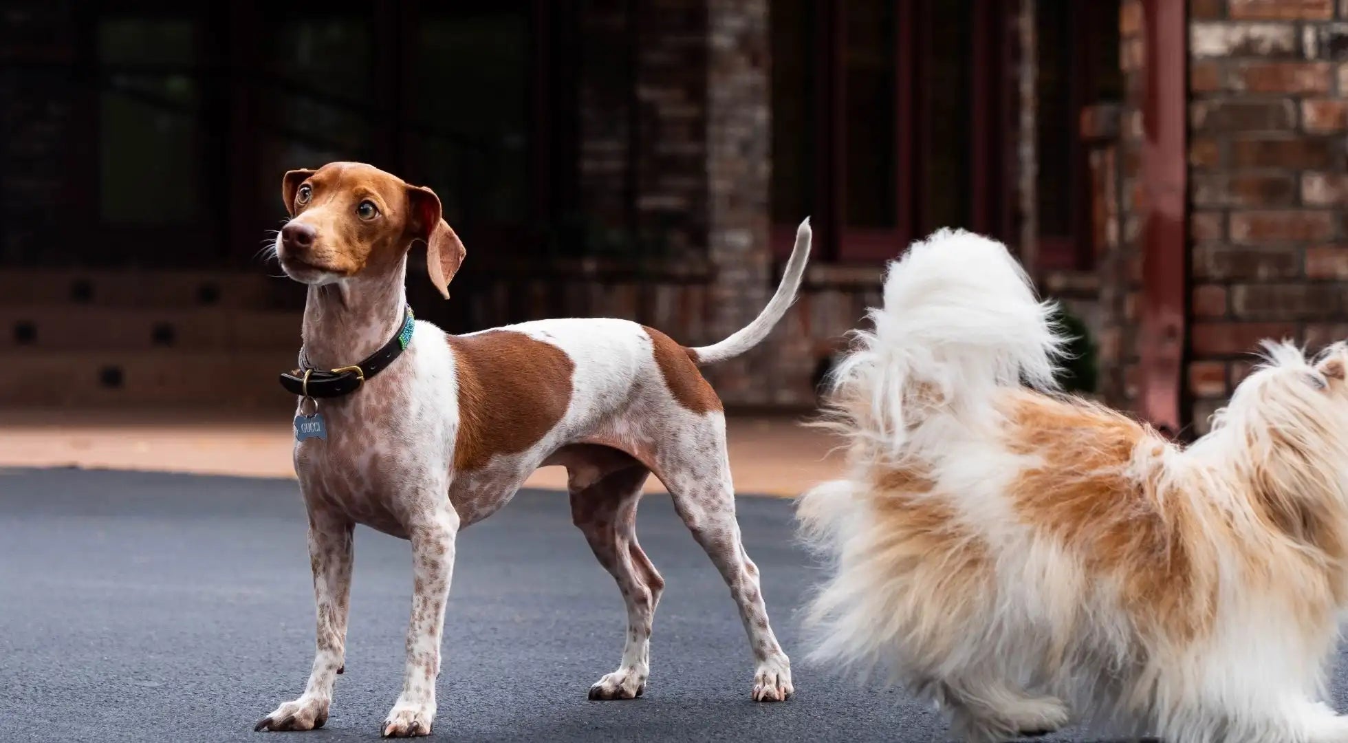 Two dog  standing side by side