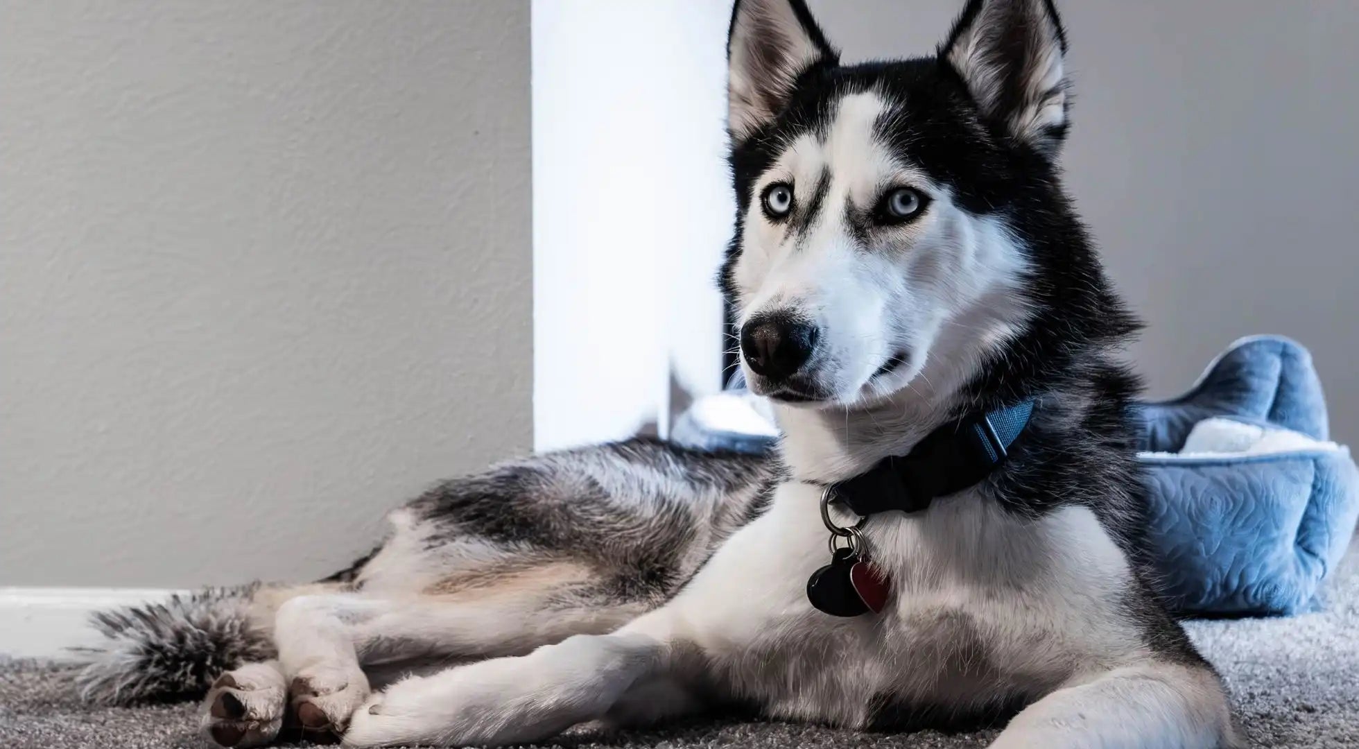 Supplements for Senior Dogs Must Have Essentials Blog