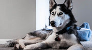 A husky dog rests peacefully on the floor