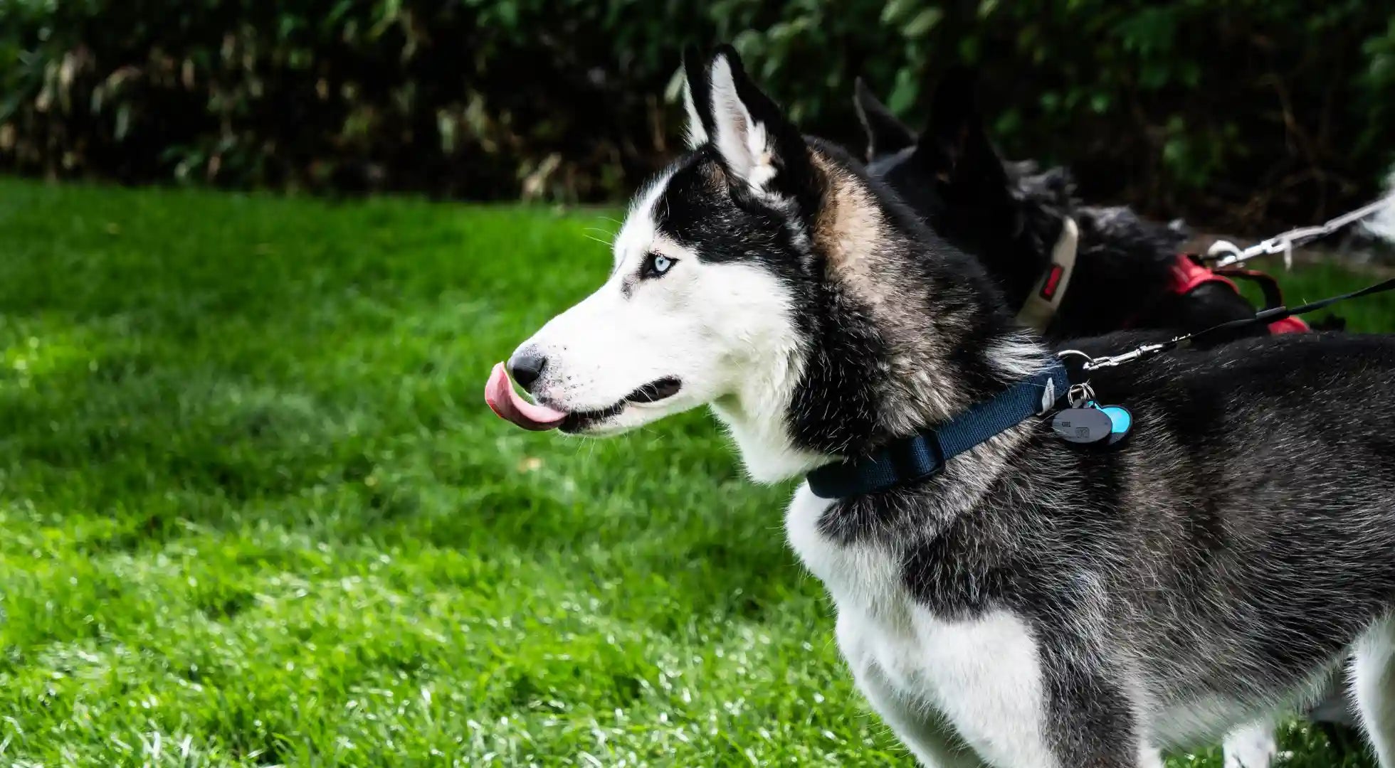 Do Calming Treats Work for Dog Separation Anxiety_ Featured Image