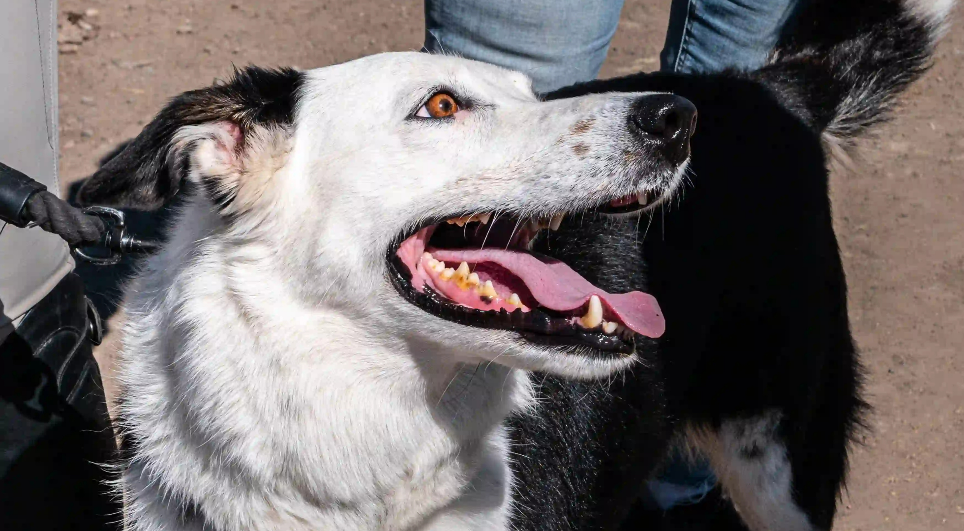 a happy dog smiling