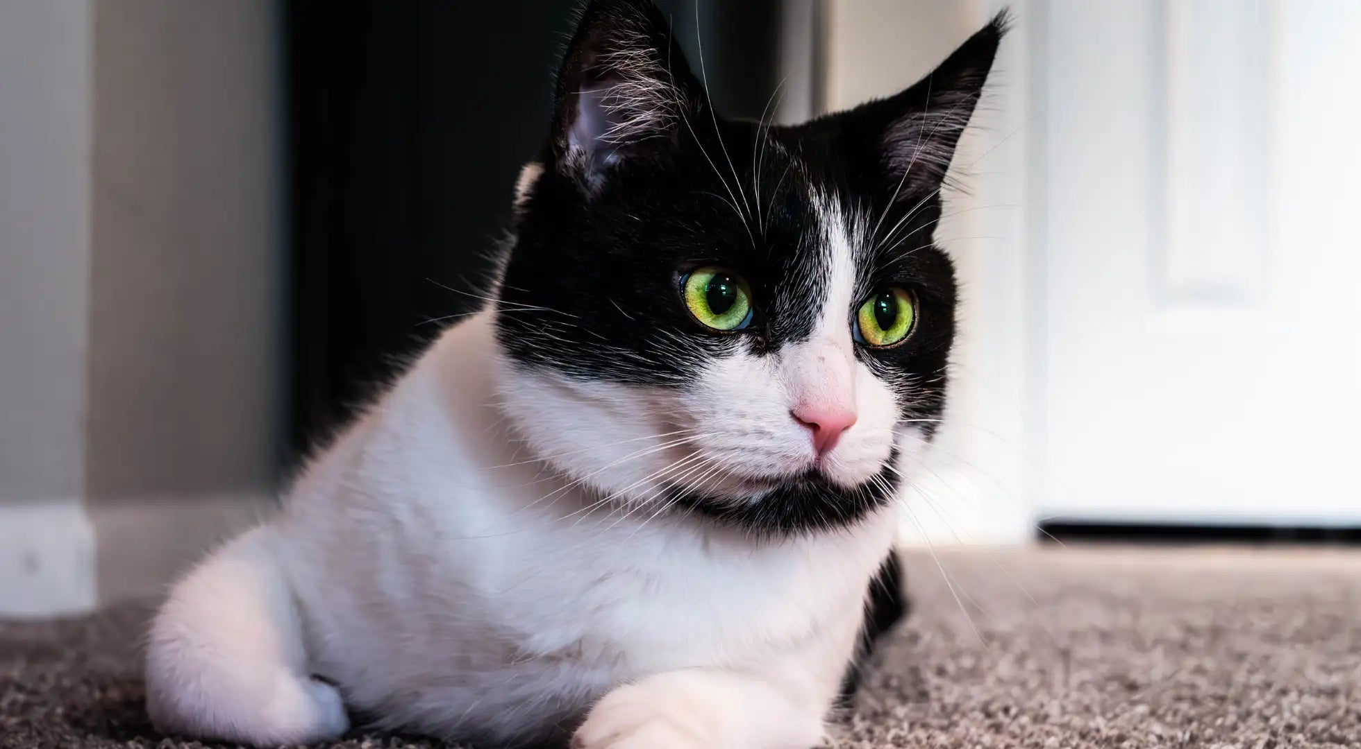 Probiotics for Cats: What Are They and Do They Need Them?