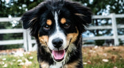 The Ultimate Guide to Natural Supplements for Dogs_ Benefits and Best Practices