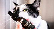 Understanding Cat Health Issues: Key Health Insights