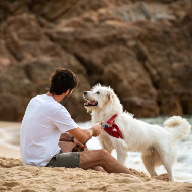 Easily Integrate Pure Peak into Your Pet’s Daily Life