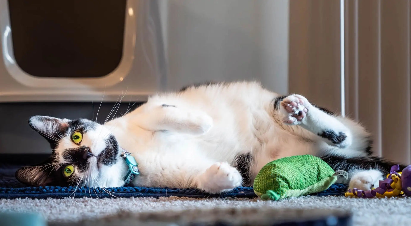 A cat lying on its back on the floor
