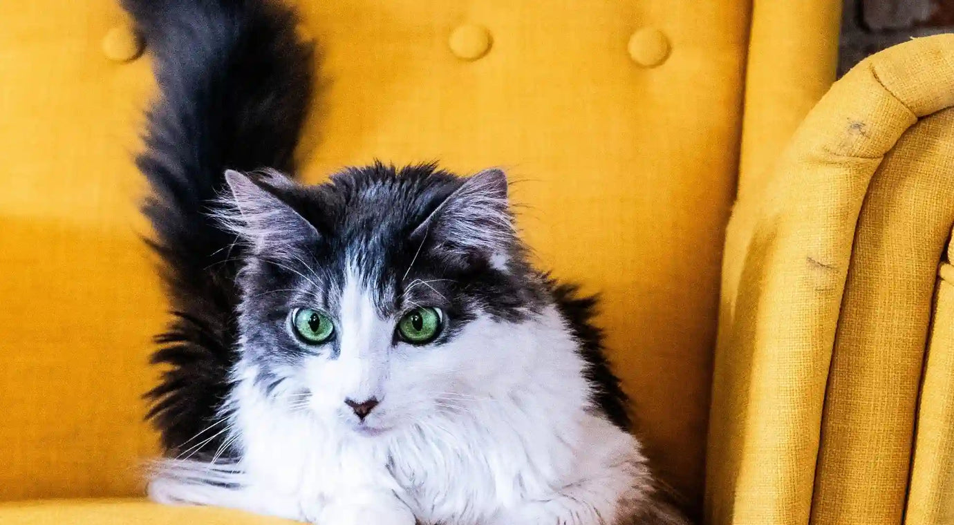 Maintaining Your Cat's Dental Health: Simple Tips