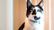 A Guide to Cat Vitamins and Supplements