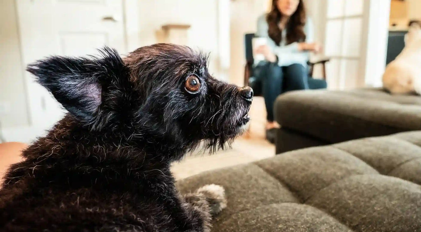 Choosing the Right Dog Toys: What You Need to Know