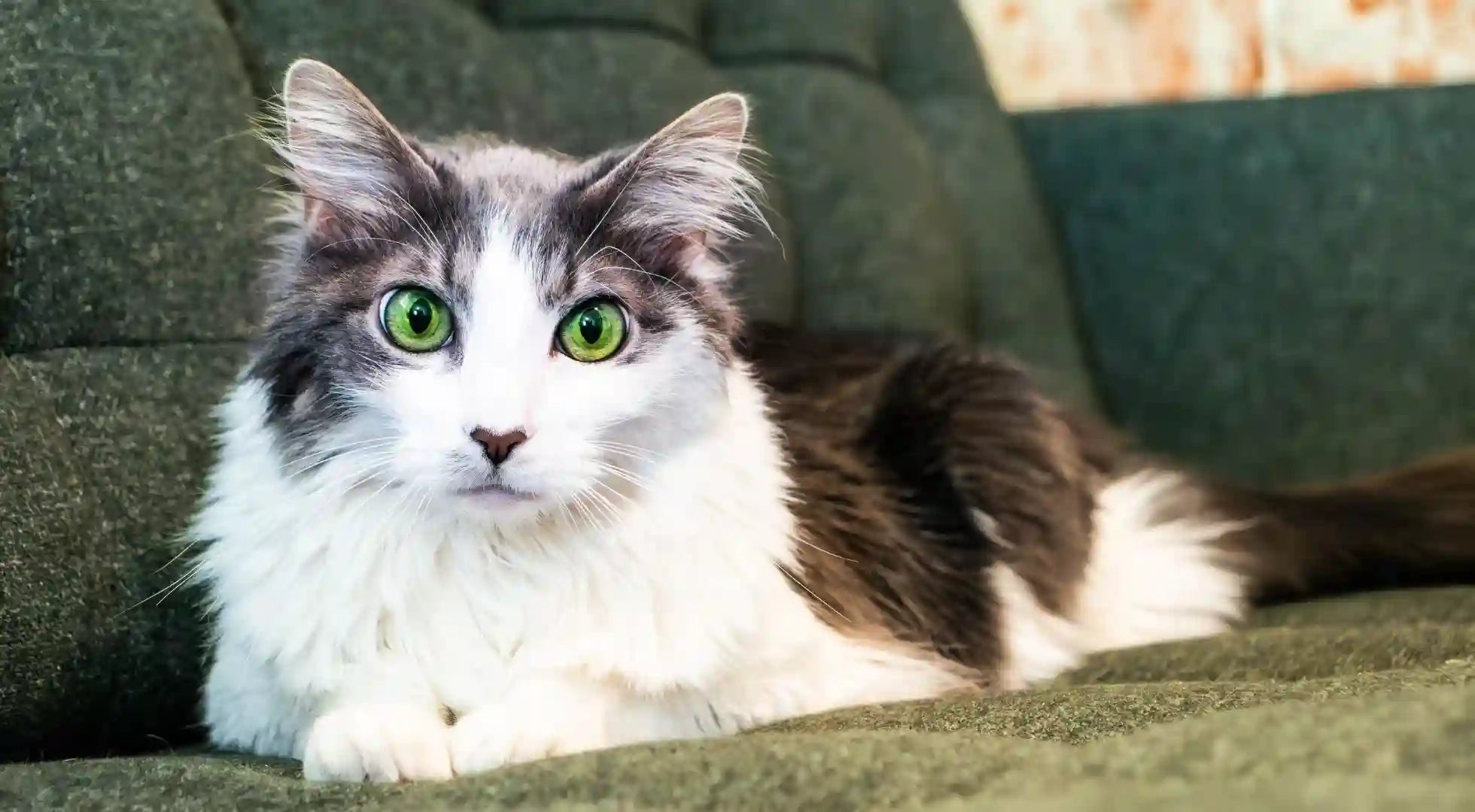 Selecting the Perfect Cat Toys: Factors to Consider