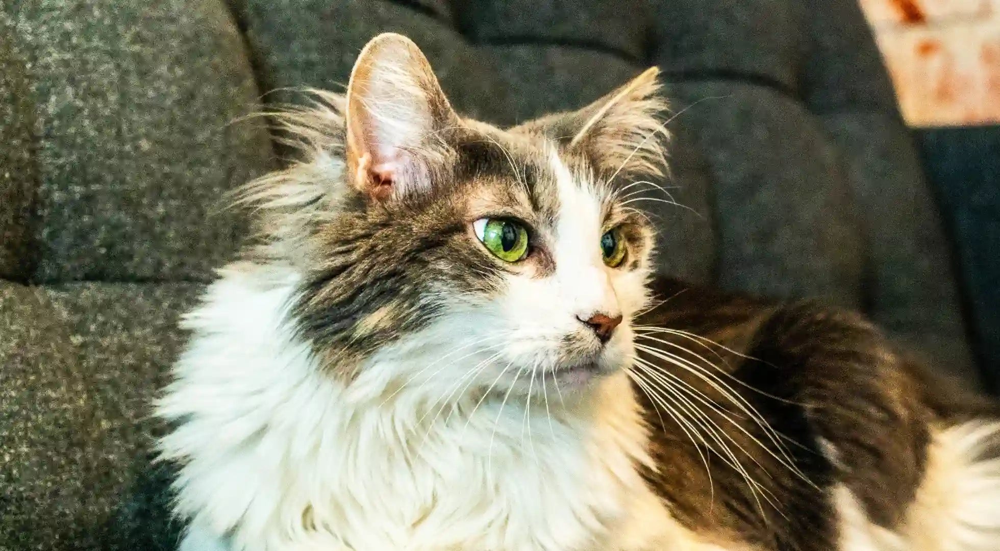 A Guide to Dealing with Allergies in Cats