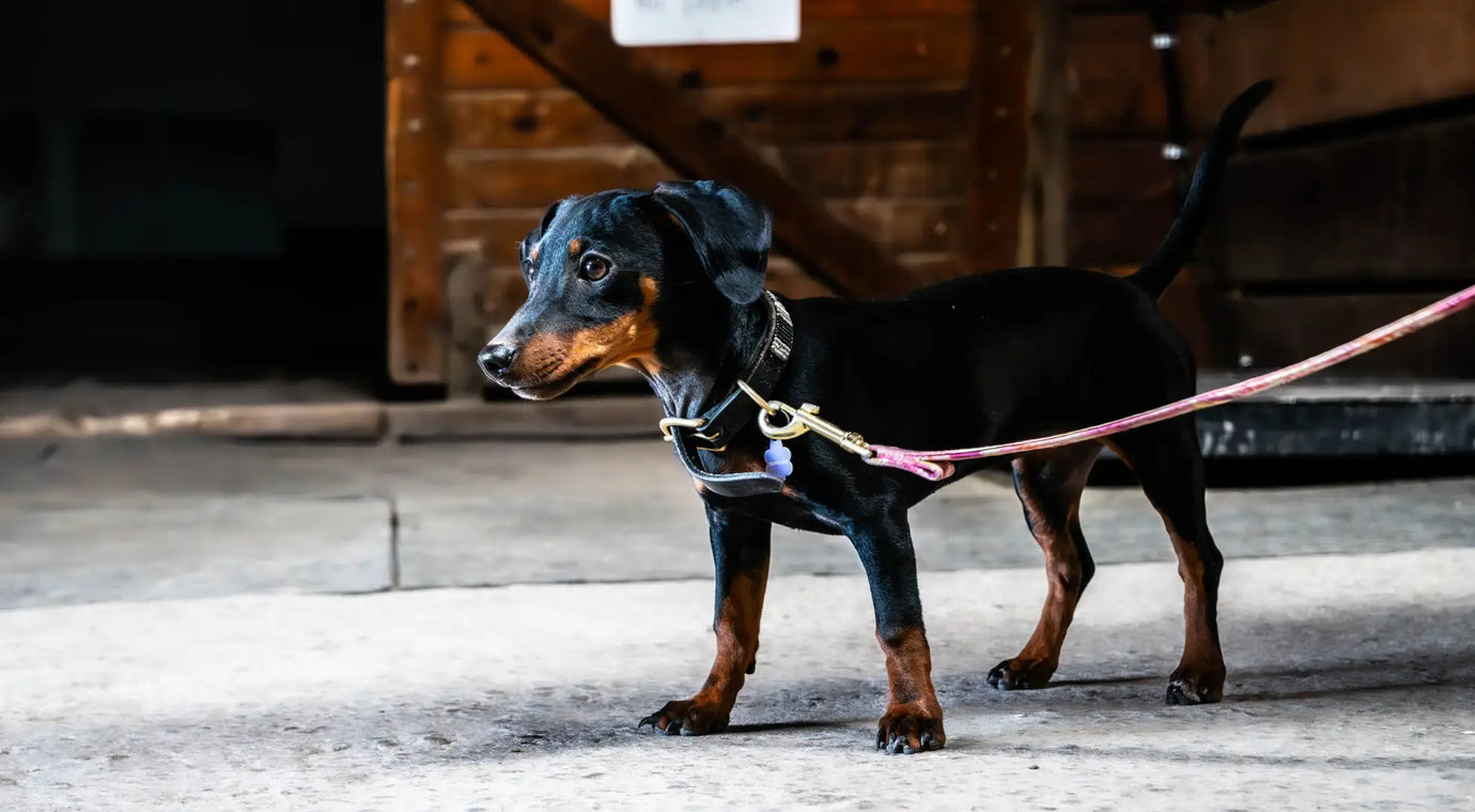 A Guide to Dealing with Dog Anxiety Featured Image