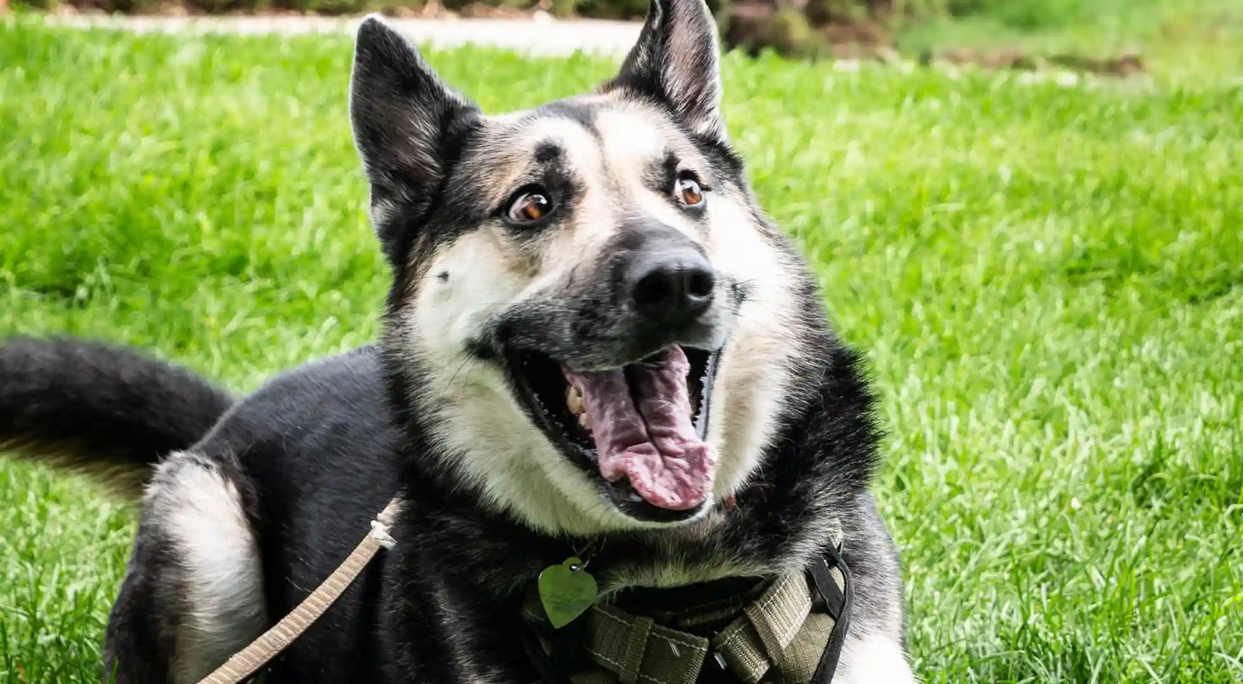 A Guide to Dog Exercise for a Fit and Happy Pet Featured Image