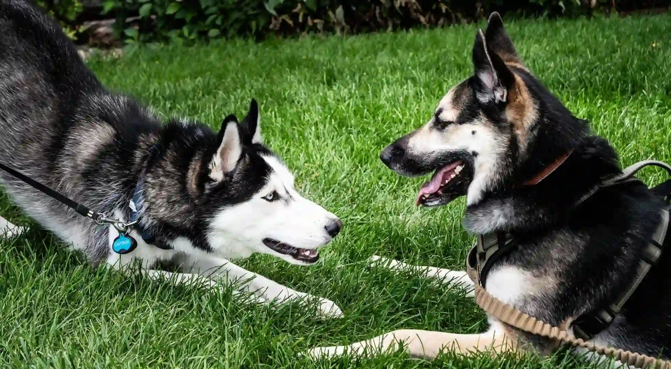 Two playful husky dogs frolic together in a lush green grass field