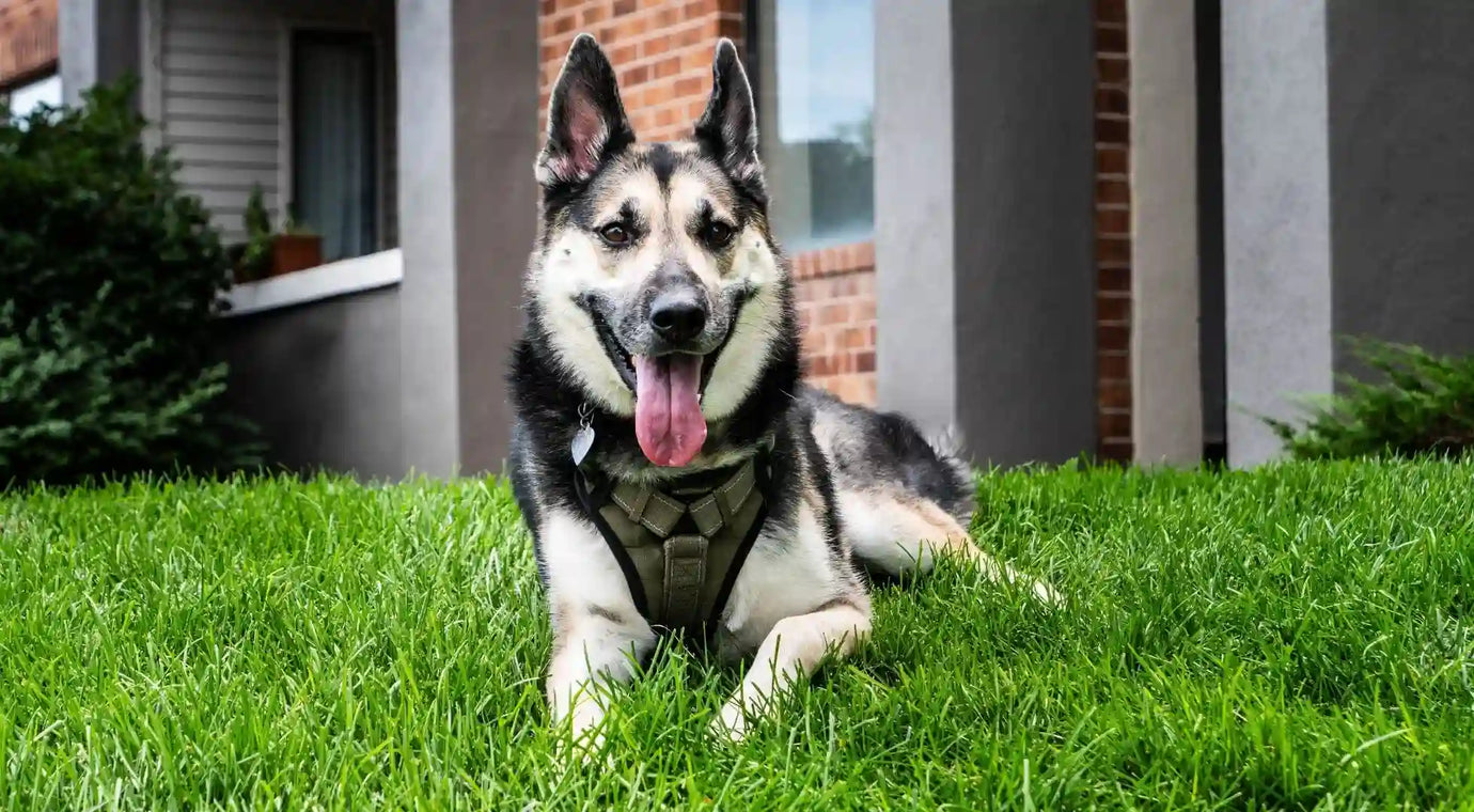 A dog resting in the grass