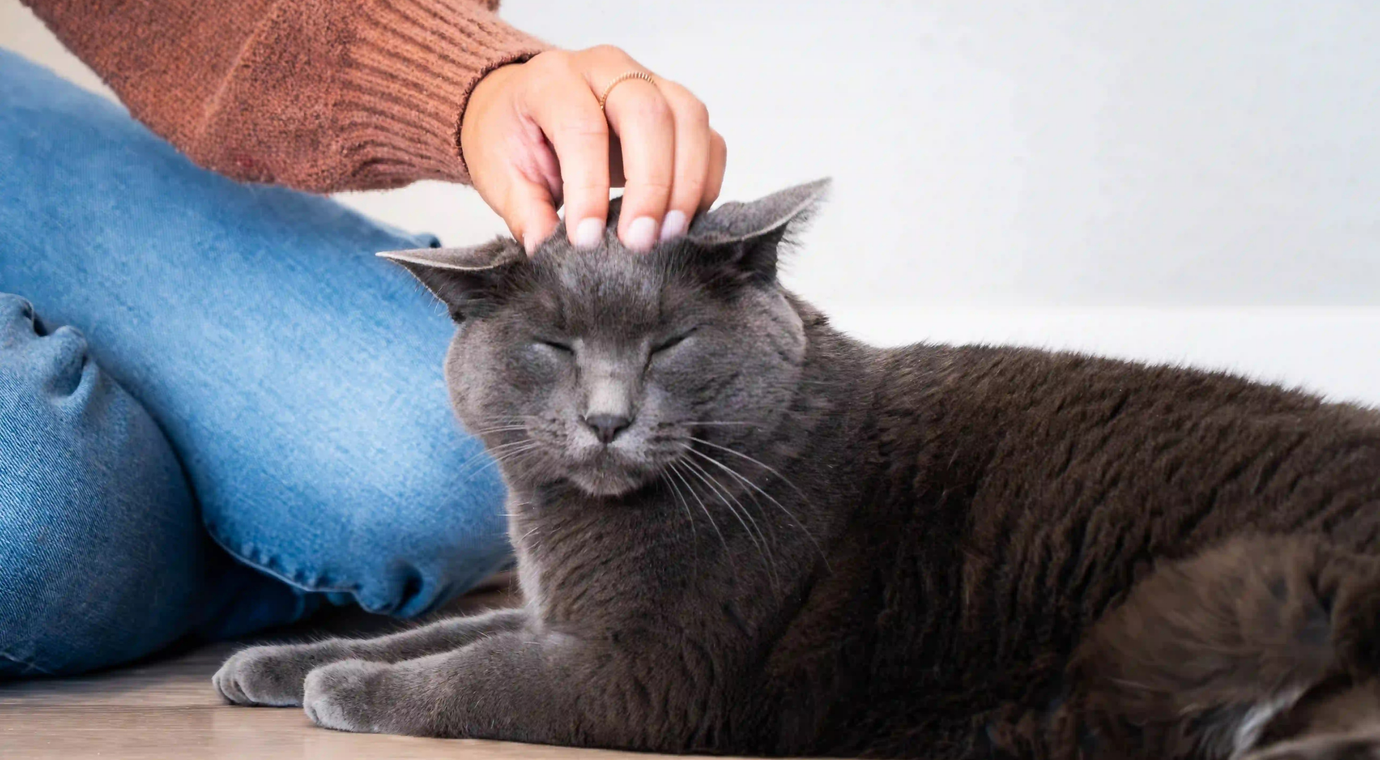 an owner petting their cat who has their eyes closed