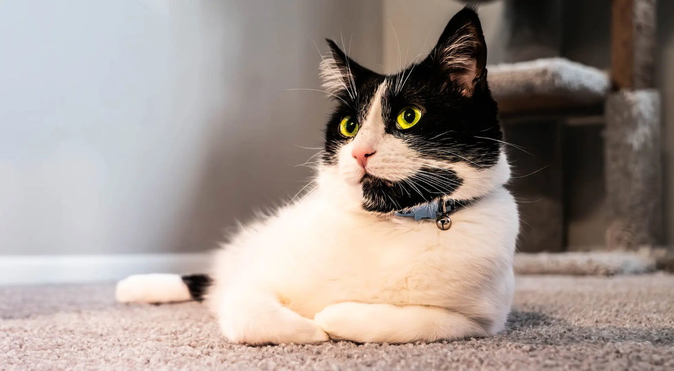 white and black cat laying down looking to the side