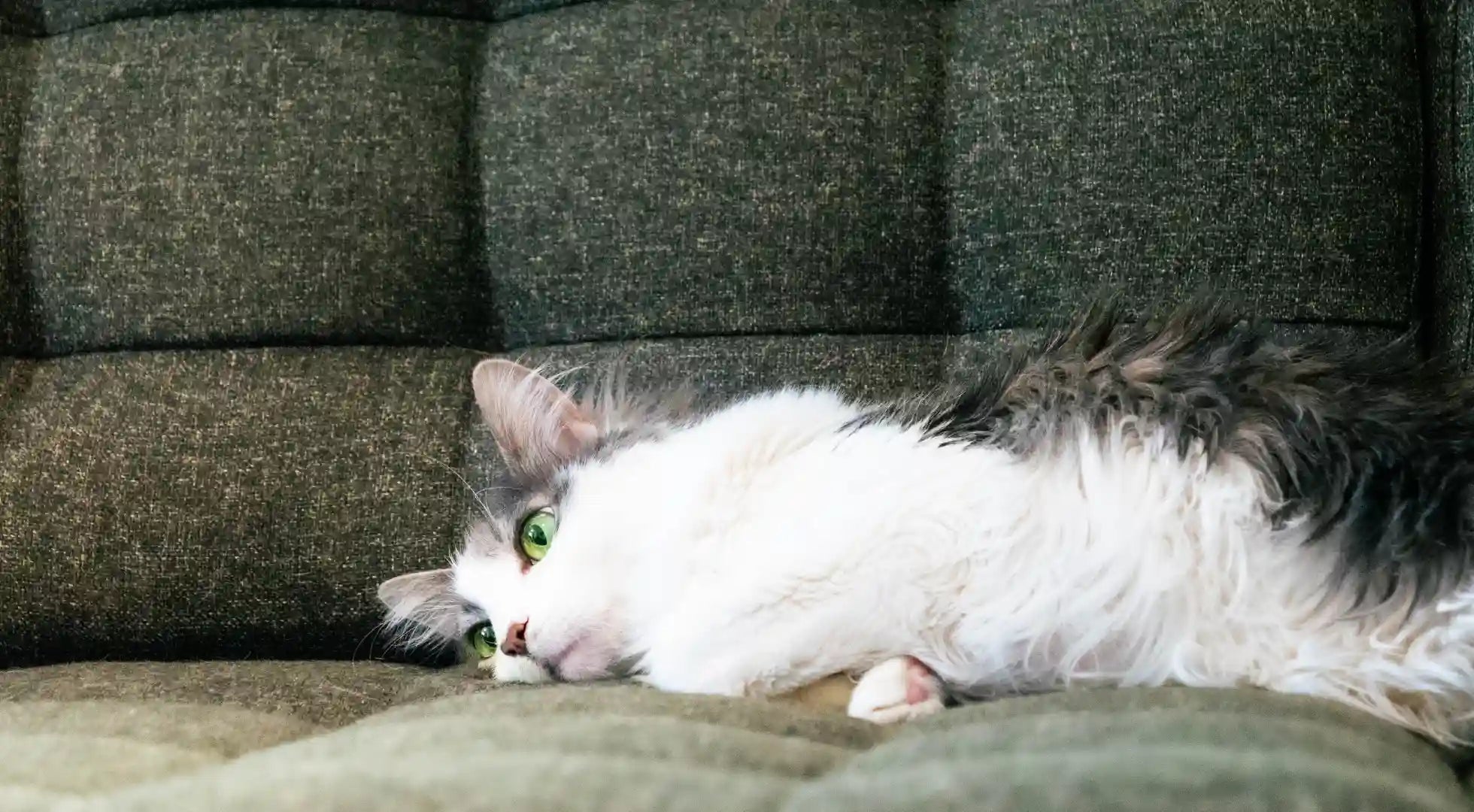 a cat laying down on its side on a couch