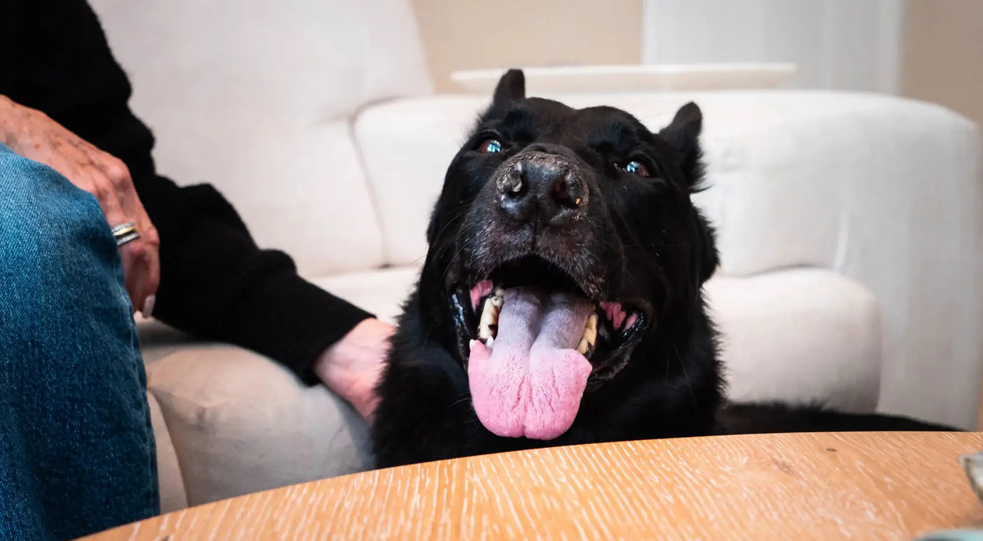 How to Choose Your Dog’s Food for Different Life Stages and Breeds