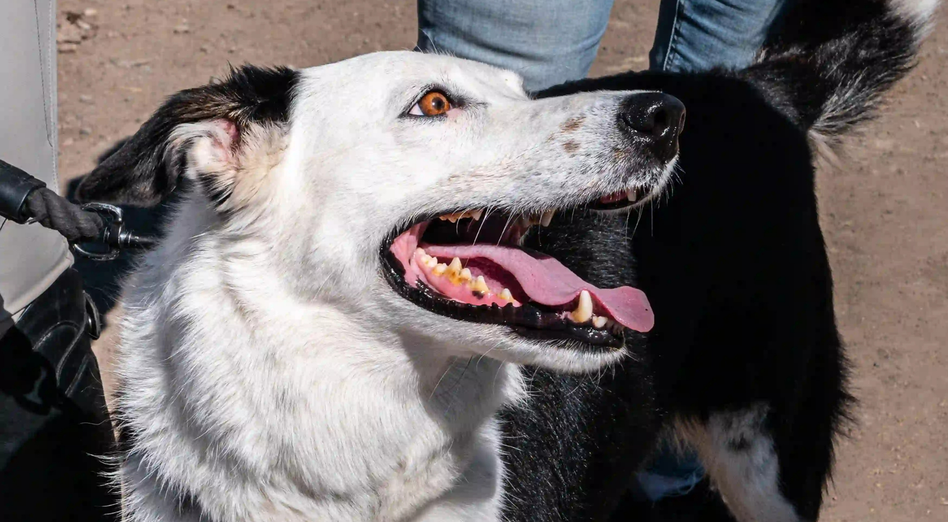 a happy dog smiling