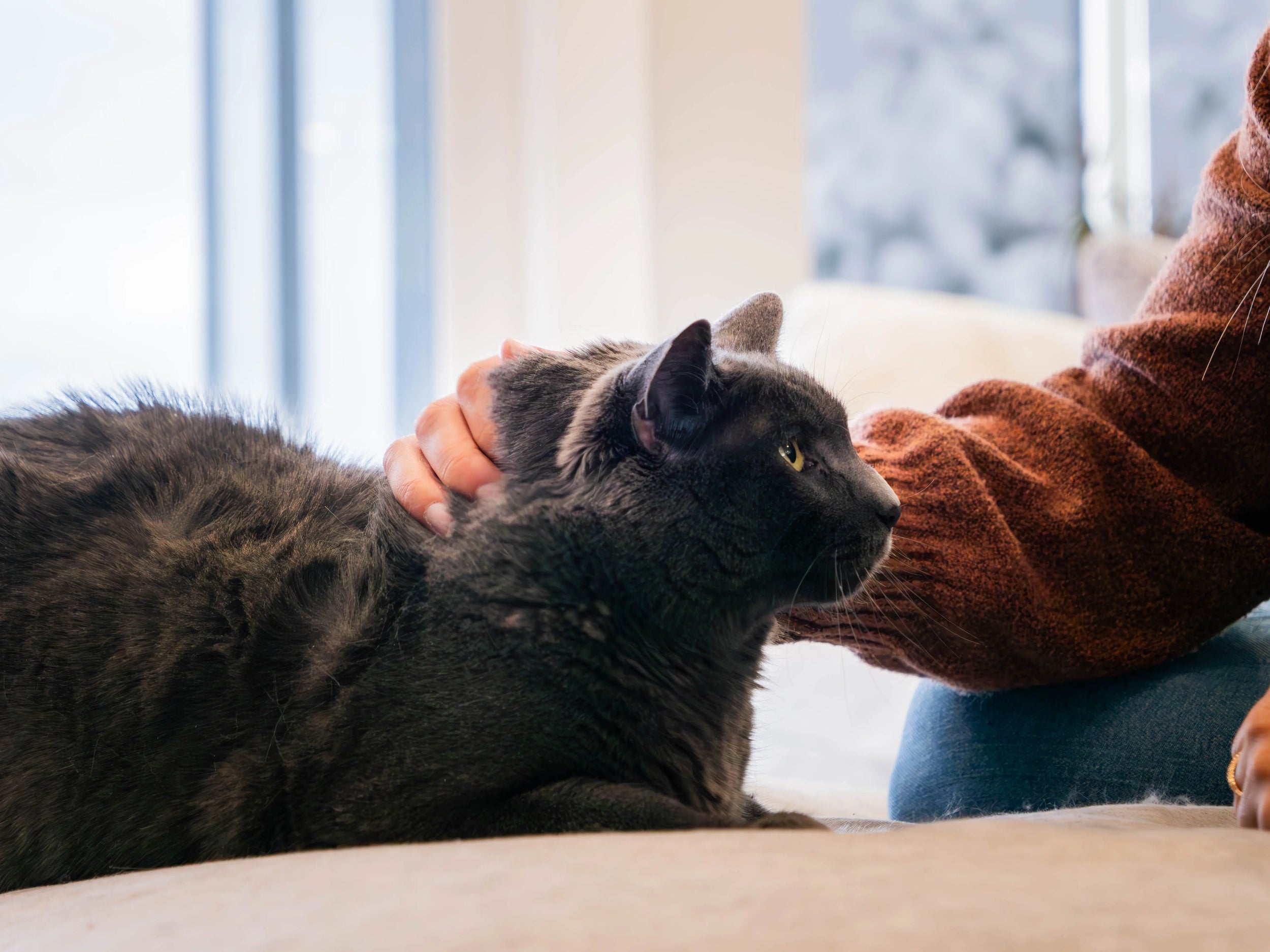 person petting a relaxed black cat on a sofa.