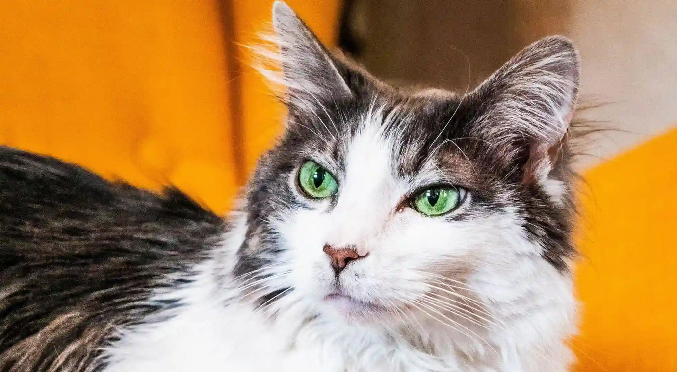 Preventive Care for Cats: Keeping Your Cat Healthy