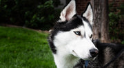 Siberian Husky outdoors, gazing into the distance with its striking black-and-white coat.