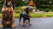 Two dogs stand on the road