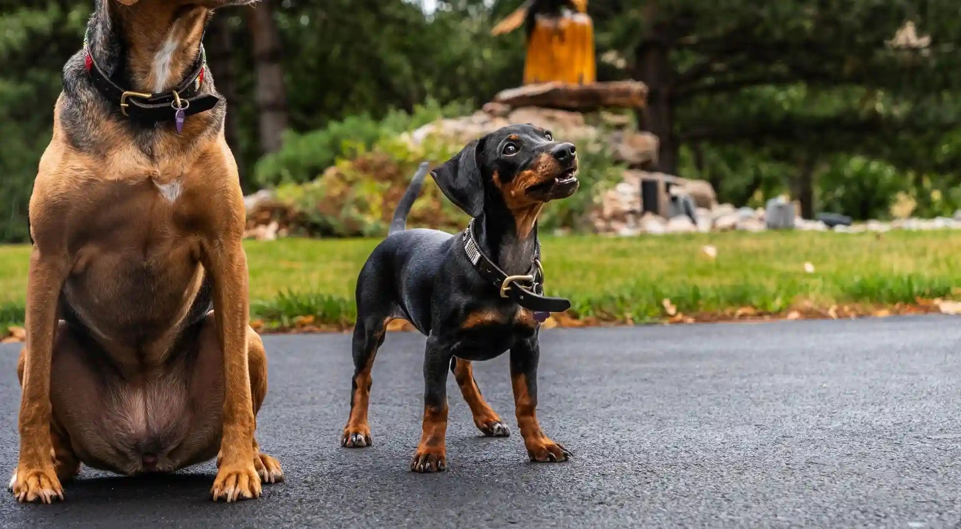 Two dogs stand on the road