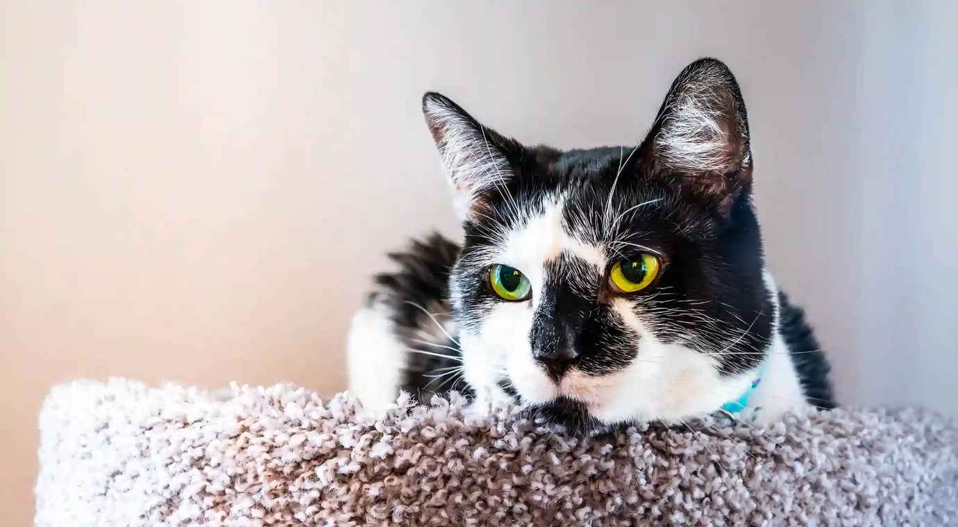 The Importance of Joint Supplements for Cats