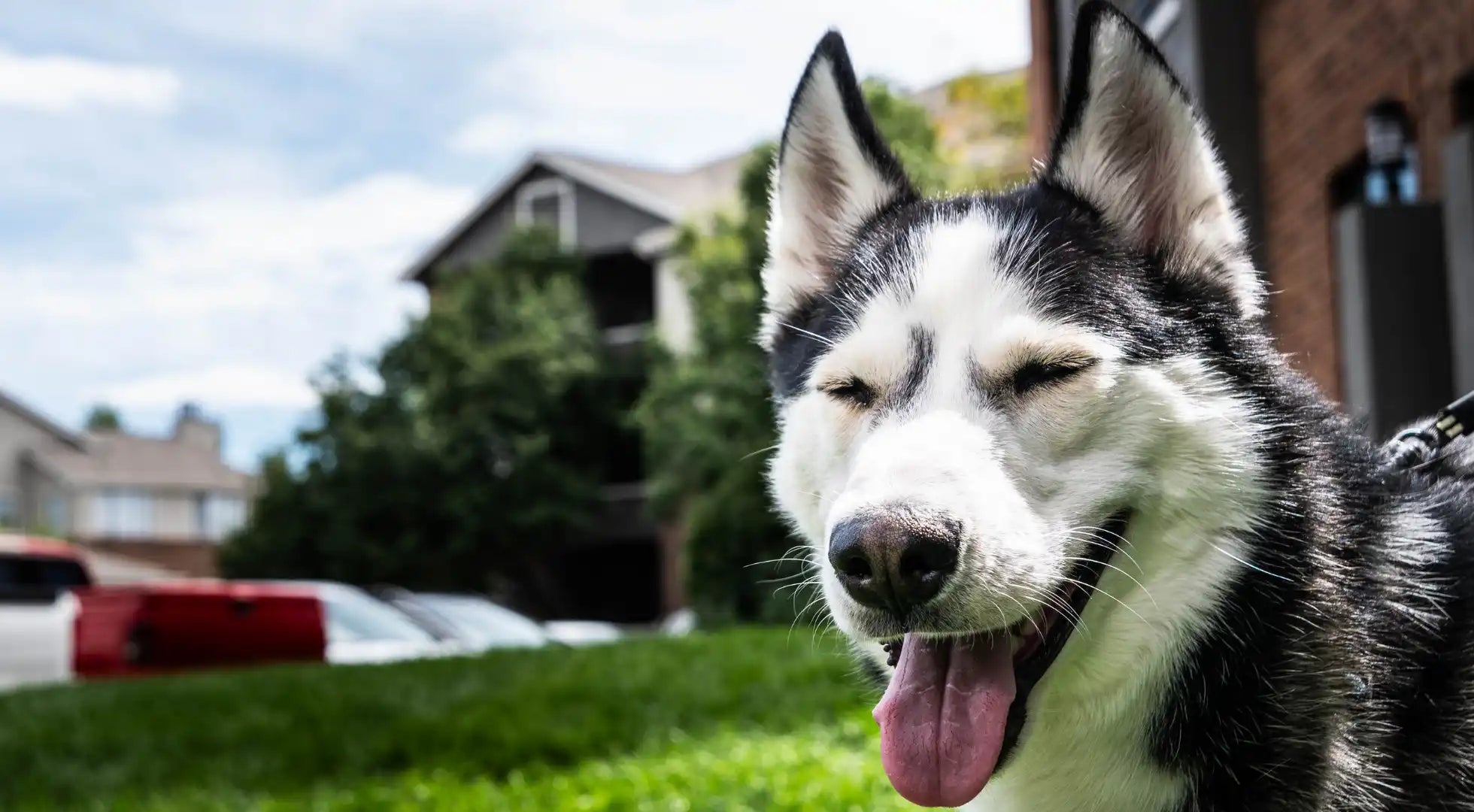 a happy dog that was given joint supplements