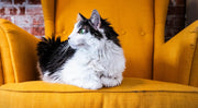 The Importance of a Balanced Diet for Cats Featured Image
