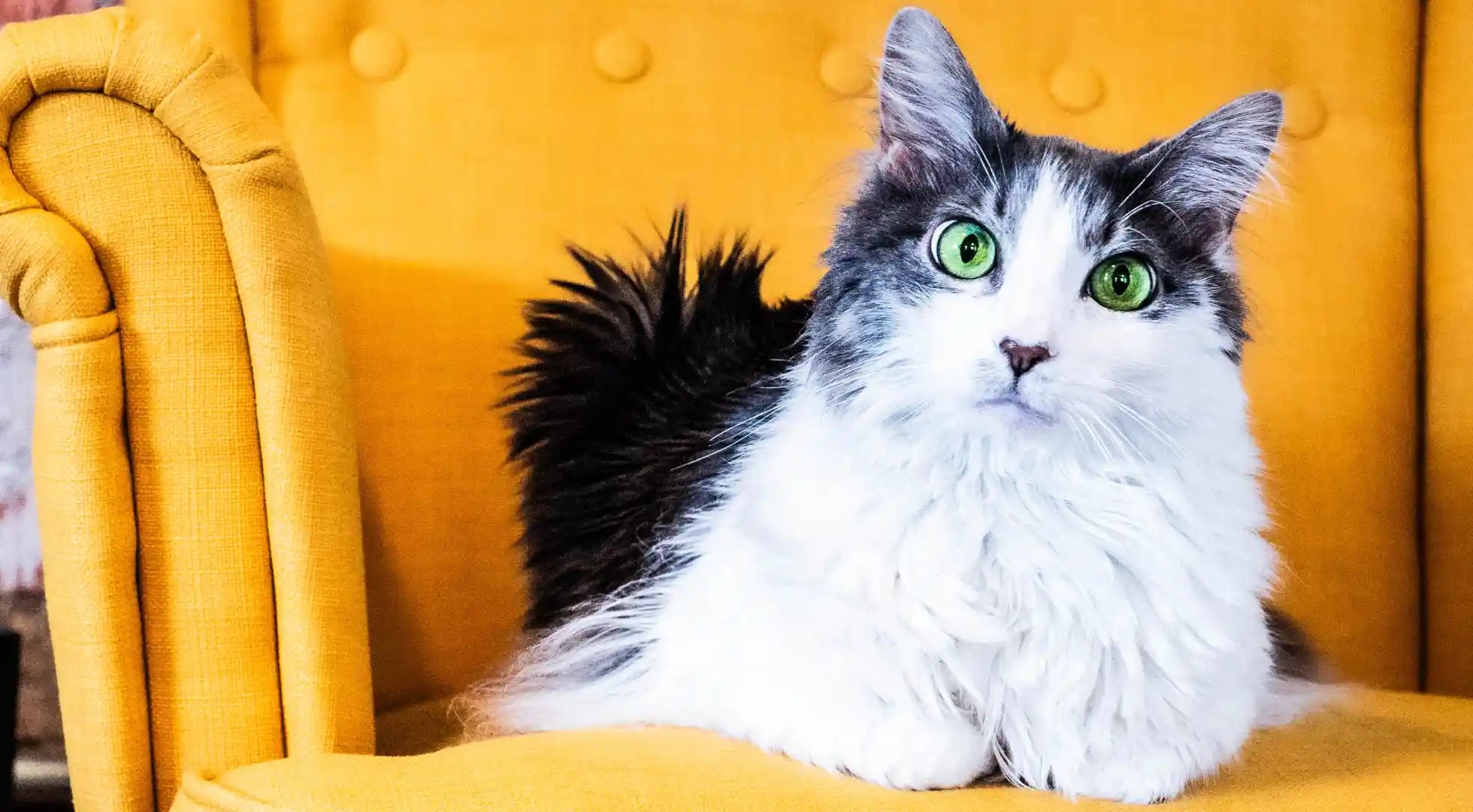 A Guide to Keeping Your Indoor Cat Happy and Healthy Info Featured Image