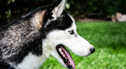 What You Need to Know About Heart Disease in Dogs