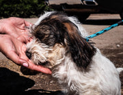 a dog smelling a person's hand