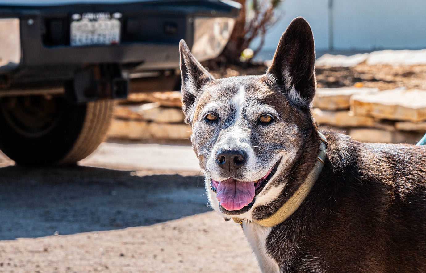 brown and white dog next to a vehicle