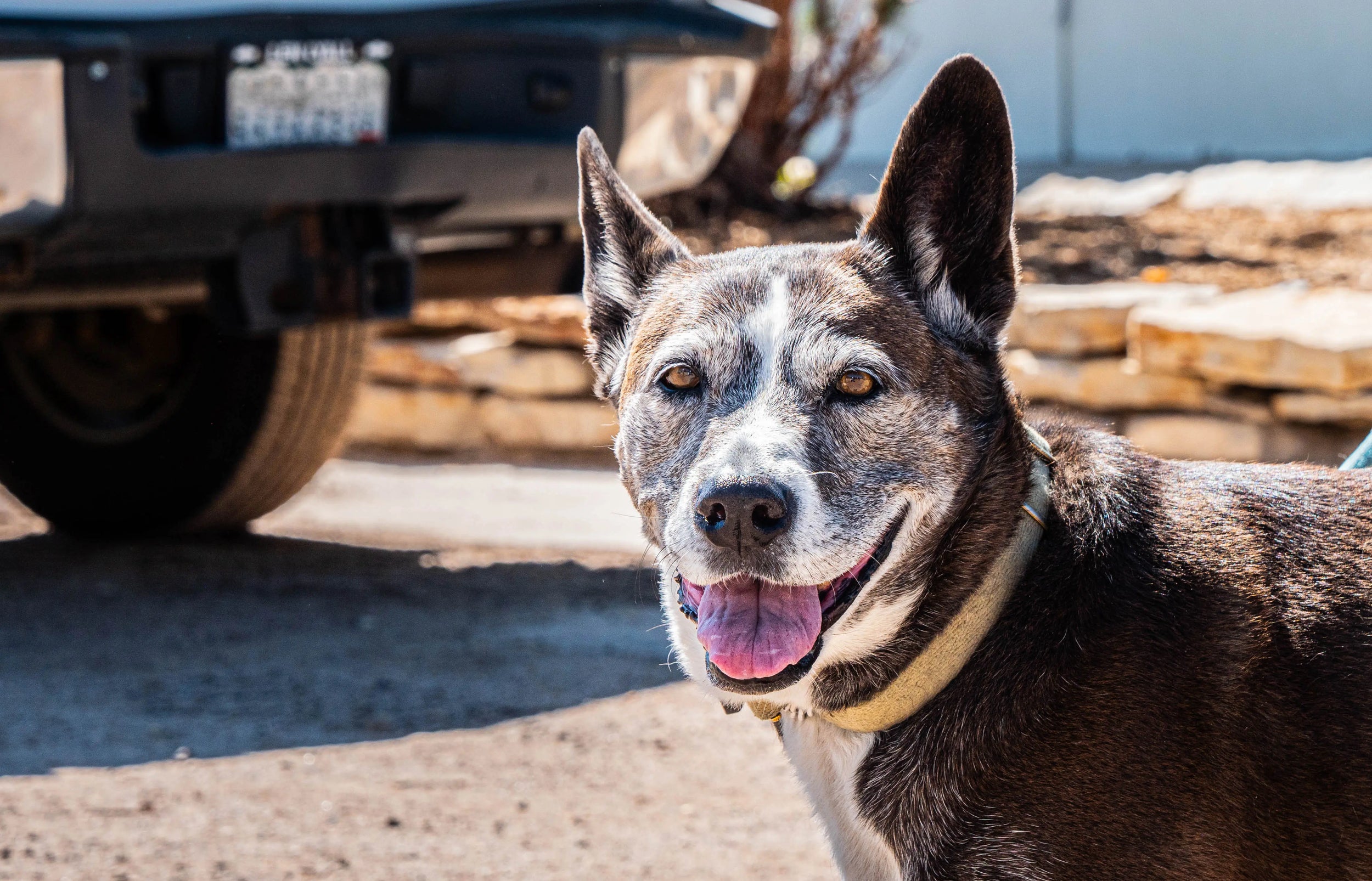 brown and white dog next to a vehicle