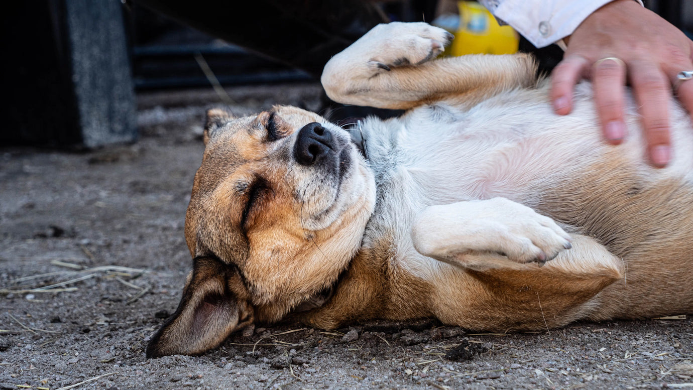 relaxed dog enjoying belly rubs while lying on the ground