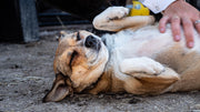 relaxed dog enjoying belly rubs while lying on the ground