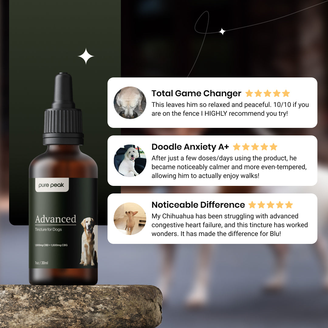 Advanced CBD Tincture for Dogs