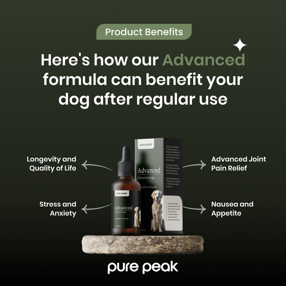 Advanced CBD Tincture for Dogs