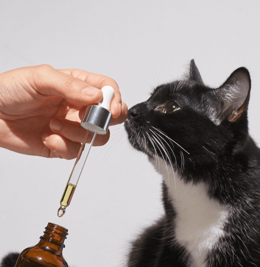 Thrive CBD Tincture for Cats