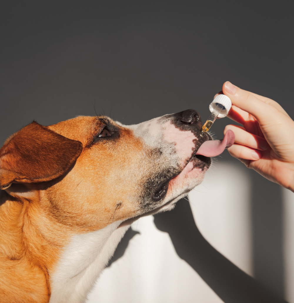 Relax CBD Tincture for Dogs