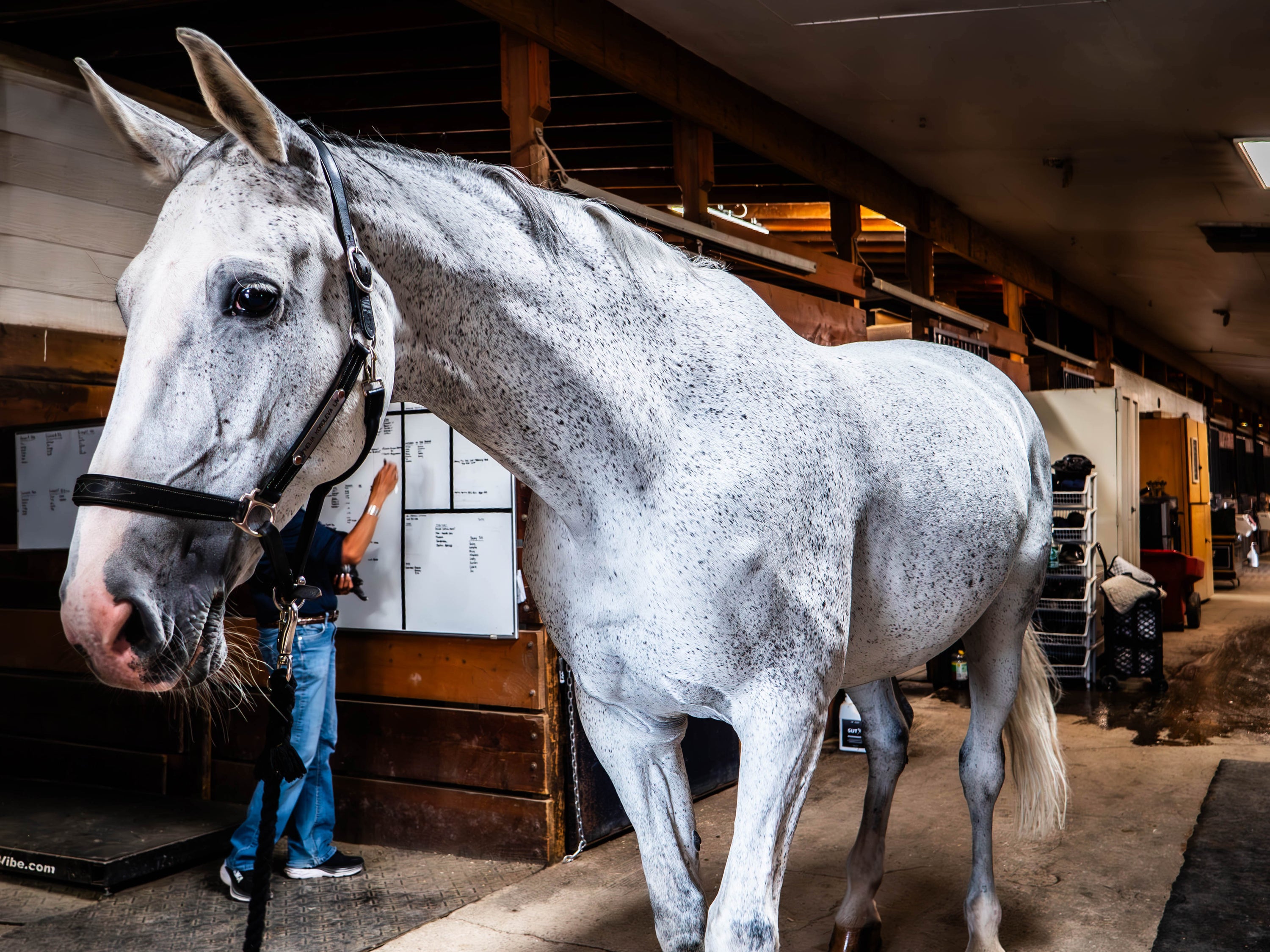 Thrive CBD for Horses