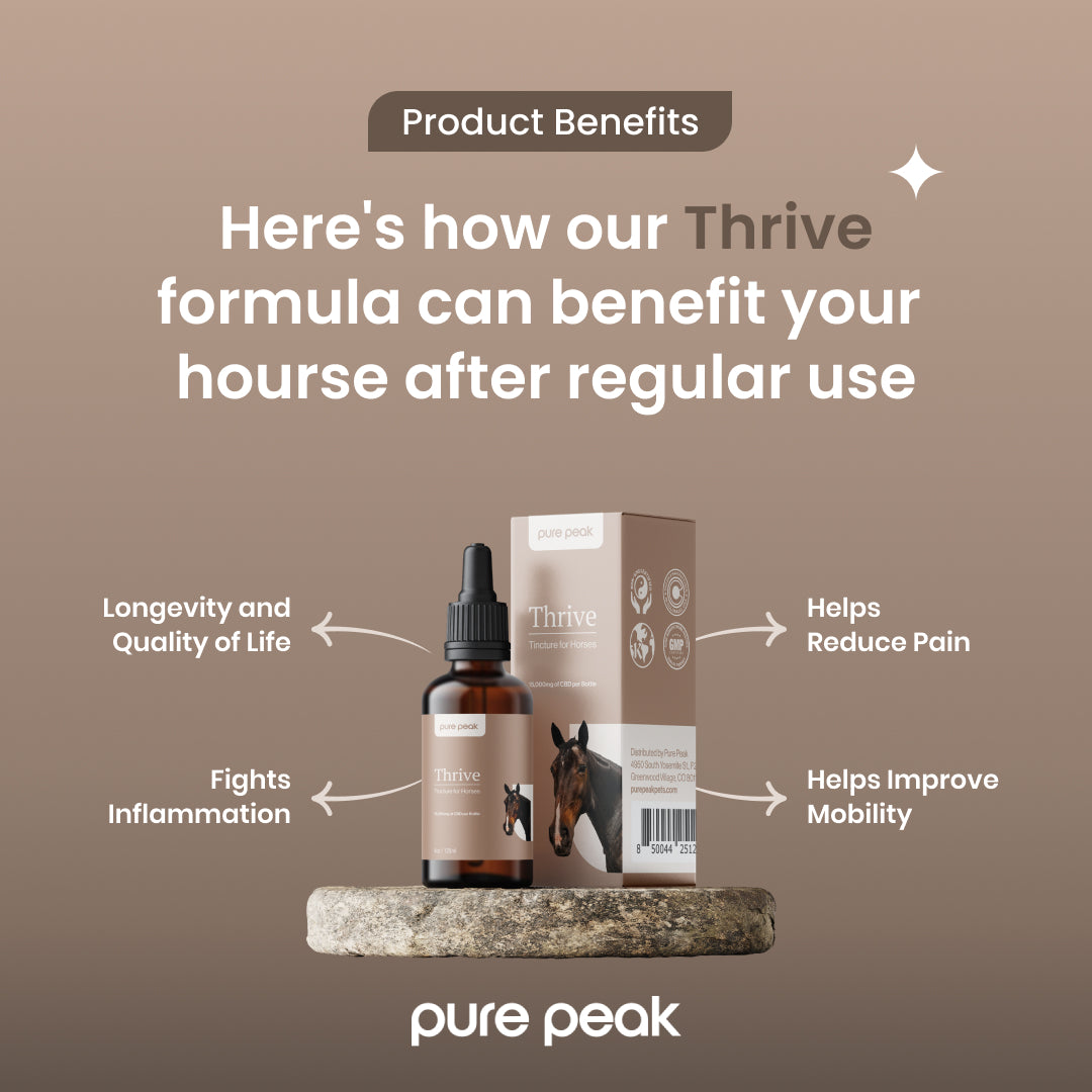 Thrive CBD for Horses