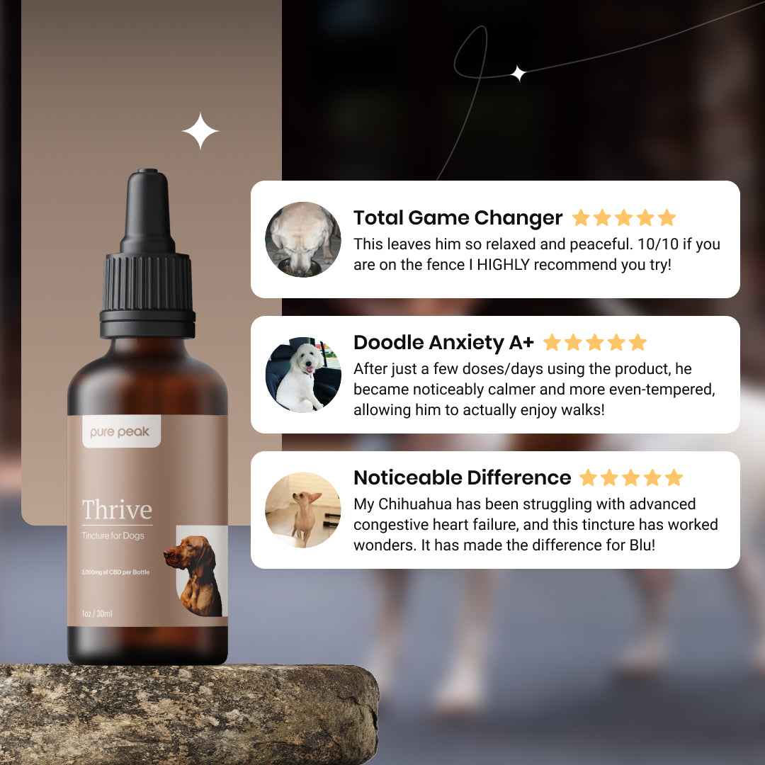 Thrive CBD Tincture for Dogs