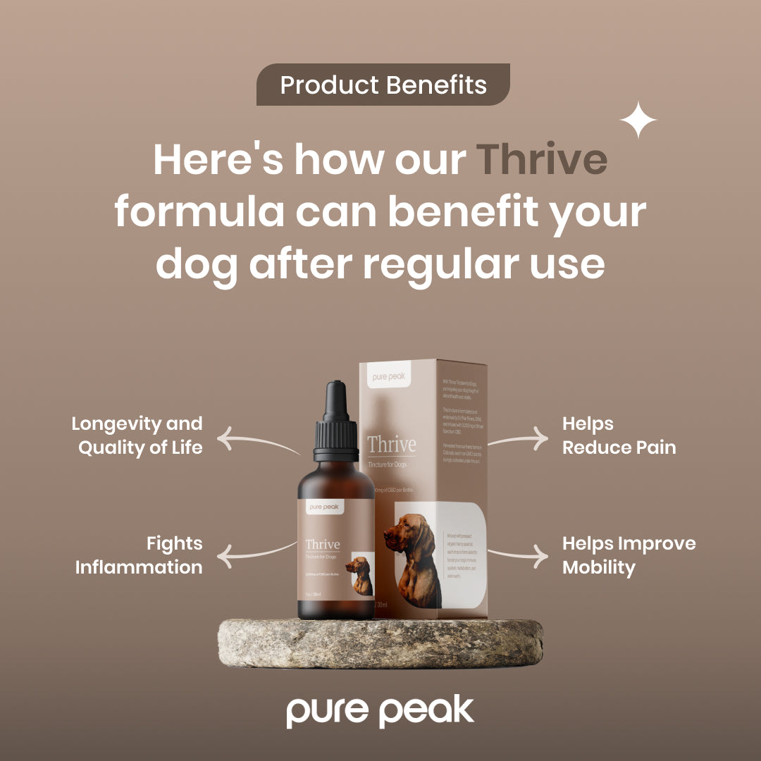 Thrive CBD Tincture for Dogs